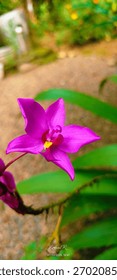Aflower is a representative structure found in many plant's, typically designed for the producing seeds.Its often colorful and fragrant, attracting pollinators like bees, butterflies,and birds.etc.etc