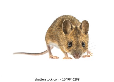 892 Mouse afraid Images, Stock Photos & Vectors | Shutterstock