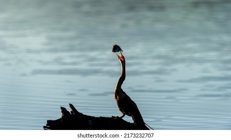 Afrcan Darter ( Anhinga Rufa) Pilanesberg Nature Reserve, South Africa