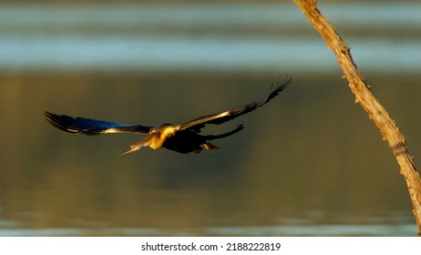  Afrcan Darter ( Anhinga Rufa) Pilanesberg Nature Reserve, South Africa