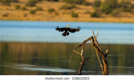 Afrcan Darter ( Anhinga Rufa) Pilanesberg Nature Reserve, South Africa