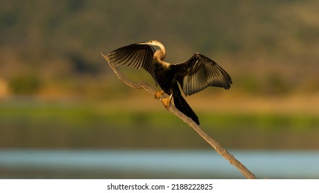 Afrcan Darter ( Anhinga Rufa) Pilanesberg Nature Reserve, South Africa