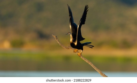 Afrcan Darter ( Anhinga Rufa) Pilanesberg Nature Reserve, South Africa