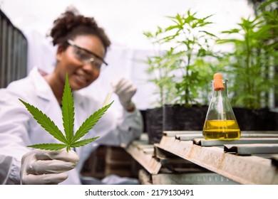 Afrian American woman marijuana researcher holding leaves and glass tube containing cannabis extract in cannabis farm. Medicine business agricultural industrial drop at greenhouse