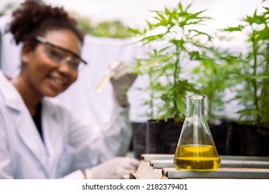 Afrian American woman marijuana researcher holding leaves and glass tube containing cannabis extract in cannabis farm. Medicine business agricultural industrial drop at greenhouse