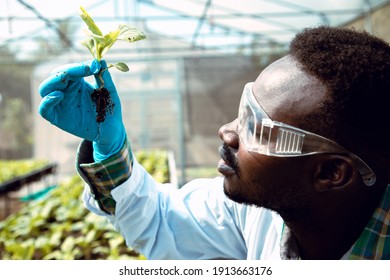 Africa American biotechnologist holding young butterhead for research with other species vegetables in organic farm. Good quality products. Remember growing plant. Earths day concept - Powered by Shutterstock