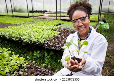 Africa American biotechnologist holding young butterhead for research with other species vegetables in organic farm. Good quality products. Remember growing plant. Earths day concept - Powered by Shutterstock