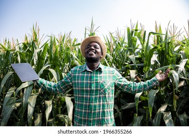 Africa American Farmer Happiness With Data On Tablet In Corn Field Examining Crop At Blue Sky. Agriculture Business And Innovation Concept. Researching Plant Species. Check Quality Of The Produce