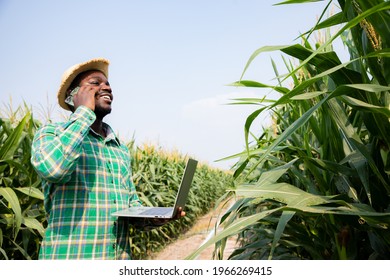 Africa American Farmer Using Smartphone And Laptop For Contacts Customers In Corn Field Examining Crop At Blue Sky And Sunny. Agriculture Business And Innovation Concept. Researching Plant Species