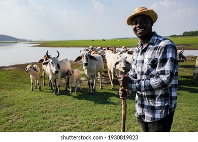 Africa American man feed and care the subsistence of cows in local farm near river and using a wood for control livestock. A farmer is a profession that requires patience and diligence - Shutterstock ID 1930819823