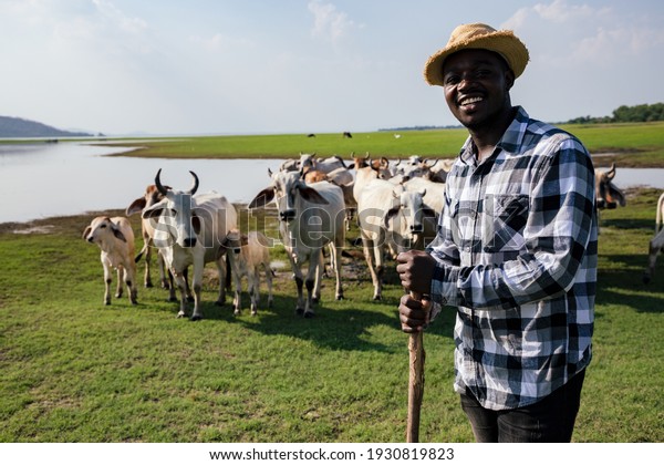 Africa\
American man feed and care the subsistence of cows in local farm\
near river and using a wood for control livestock. A farmer is a\
profession that requires patience and\
diligence