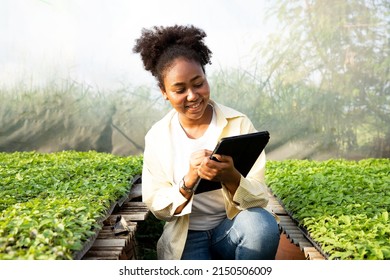 Africa American Woman Farmer Check Inspection Stock Photo 2150506009 ...