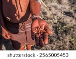 Africa, Botswana, Kalahari desert. Berries are shown in the hands of an elder tribesman of the hunter-gatherer !Kung people, part of San tribe.