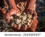 Africa, Botswana, Kalahari desert. Herbs used for insect repellant are shown in the hands of an elder tribesman of the hunter-gatherer !Kung people, part of San tribe.