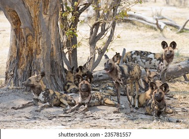 Africa Botswana Okavango  Delta, Wild Dogs