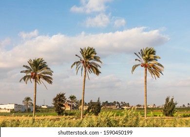 Africa, Egypt, Alexandia. Palm Trees In The Countryside Of The Nile River Delta.