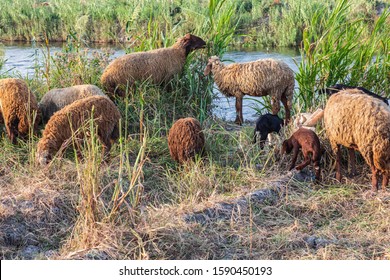 Africa, Egypt, Alexandia. Sheep Grazing In Rural Area Of The Nile River Delta.