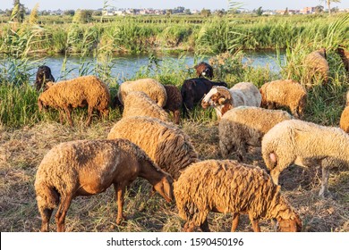 Africa, Egypt, Alexandia. Sheep Grazing In Rural Area Of The Nile River Delta.