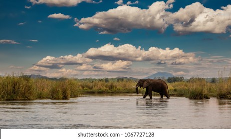 Africa! Elephant in the Zambezi, Zambia - Shutterstock ID 1067727128