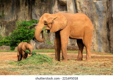 Big African Elephants Walking Stock Photo (Edit Now) 208468528