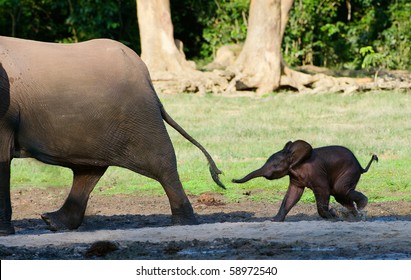 Africa. Forest Elephant.The Small Elephant Calf Runs For Mum, Trying To Seize Its Tail