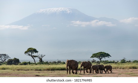 Africa, Kenya, Amboseli National Park. Elephants and Mount Kilimanjaro. - Shutterstock ID 1821796985