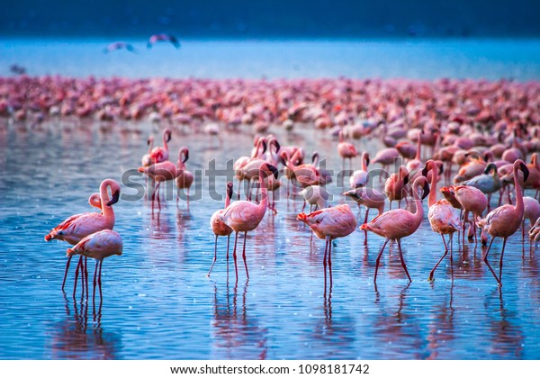 アフリカ ケニア ナクル湖 フラミンゴ フラミンゴの群れ ケニアの性質を アフリカの鳥 の写真素材 今すぐ編集
