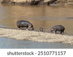 Africa, Kenya, Masai Mara National Reserve, Mara River. Hippopotamus (Hippopotamus amphibius). Mother, father and baby. 2016-08-04