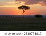 Africa, Kenya, Masai Mara National Reserve. Sunset over tree. 2016-08-04