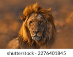 Africa lion, male. Botswana wildlife. Lion, fire burned destroyed savannah. Animal in fire burnt place, lion lying in the black ash and cinders, Savuti, Chobe NP in Botswana. Hot season in Africa.   