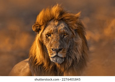 Africa lion, male. Botswana wildlife. Lion, fire burned destroyed savannah. Animal in fire burnt place, lion lying in the black ash and cinders, Savuti, Chobe NP in Botswana. Hot season in Africa.    - Powered by Shutterstock