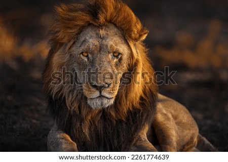 Africa mane lion, male. Botswana wildlife. Lion, fire burned destroyed savannah, Savuti, Chobe NP in Botswana. Hot season in Africa.   