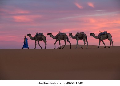 Africa, North Africa, Tafilalet, Erfoud, Merzouga, Erg Chebbi, Dromedary (Camelus dromedarius) camels/caravan  being led at sunset,through desert by Tuareg man, on the Erg Chebbi Dunes.