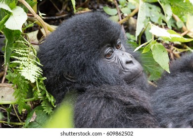 Africa, Rwanda, Musanze District, Volcanoes National Park, Ruhengeri, Kinigi. Gorilla, Beringei Beringei, Mountain Gorilla. 2016-08-04