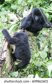 Africa, Rwanda, Musanze District, Volcanoes National Park, Ruhengeri, Kinigi. Gorilla, Beringei Beringei, Mountain Gorilla. 2016-08-04