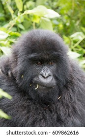 Africa, Rwanda, Musanze District, Volcanoes National Park, Ruhengeri, Kinigi. Gorilla, Beringei Beringei, Mountain Gorilla. 2016-08-04