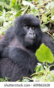 Africa, Rwanda, Musanze District, Volcanoes National Park, Ruhengeri, Kinigi. Gorilla, Beringei Beringei, Mountain Gorilla. 2016-08-04