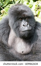 Africa, Rwanda, Musanze District, Volcanoes National Park, Ruhengeri, Kinigi. Gorilla, Beringei Beringei, Mountain Gorilla. 2016-08-04