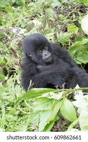 Africa, Rwanda, Musanze District, Volcanoes National Park, Ruhengeri, Kinigi. Gorilla, Beringei Beringei, Mountain Gorilla. 2016-08-04