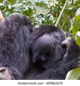 Africa, Rwanda, Musanze District, Volcanoes National Park, Ruhengeri, Kinigi. Gorilla, Beringei Beringei, Mountain Gorilla. 2016-08-04