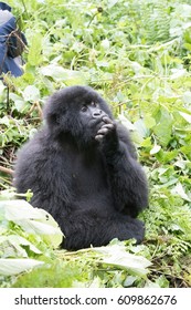 Africa, Rwanda, Musanze District, Volcanoes National Park, Ruhengeri, Kinigi. Gorilla, Beringei Beringei, Mountain Gorilla. 2016-08-04