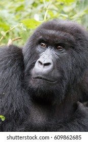 Africa, Rwanda, Musanze District, Volcanoes National Park, Ruhengeri, Kinigi. Gorilla, Beringei Beringei, Mountain Gorilla. 2016-08-04