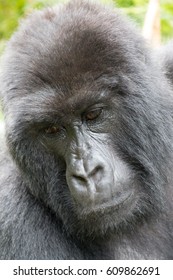 Africa, Rwanda, Musanze District, Volcanoes National Park, Ruhengeri, Kinigi. Gorilla, Beringei Beringei, Mountain Gorilla. 2016-08-04