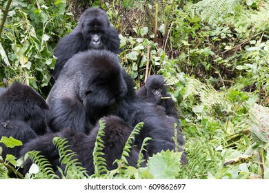 Africa, Rwanda, Musanze District, Volcanoes National Park, Ruhengeri, Kinigi. Gorilla, Beringei Beringei, Mountain Gorilla. 2016-08-04