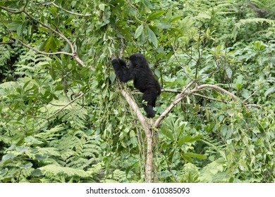 Africa, Rwanda, Musanze District, Volcanoes National Park, Ruhengeri, Kinigi. Gorilla, Beringei Beringei, Mountain Gorilla. 2016-08-04