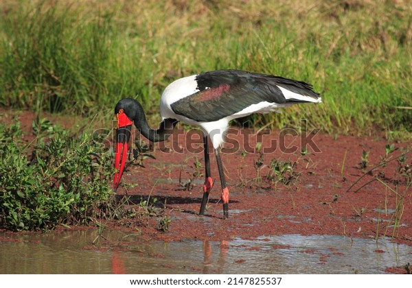 Africa\
saddle billed stork in a swamp looking for\
food