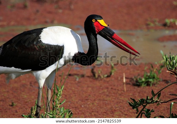 Africa\
saddle billed stork in a swamp looking for\
food