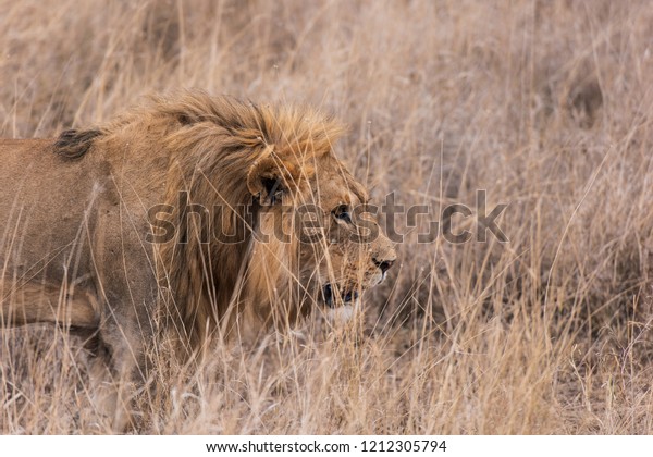 Africa, safari, Wild
animals