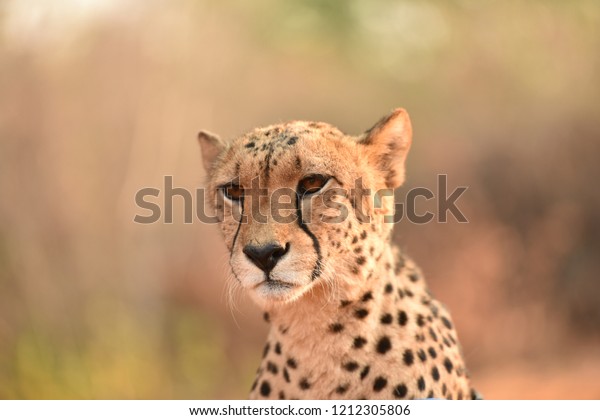 Africa, safari, Wild\
animals