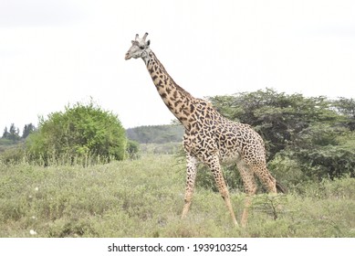 きりん の画像 写真素材 ベクター画像 Shutterstock きりん の画像 写真素材 ベクター画像 Shutterstock